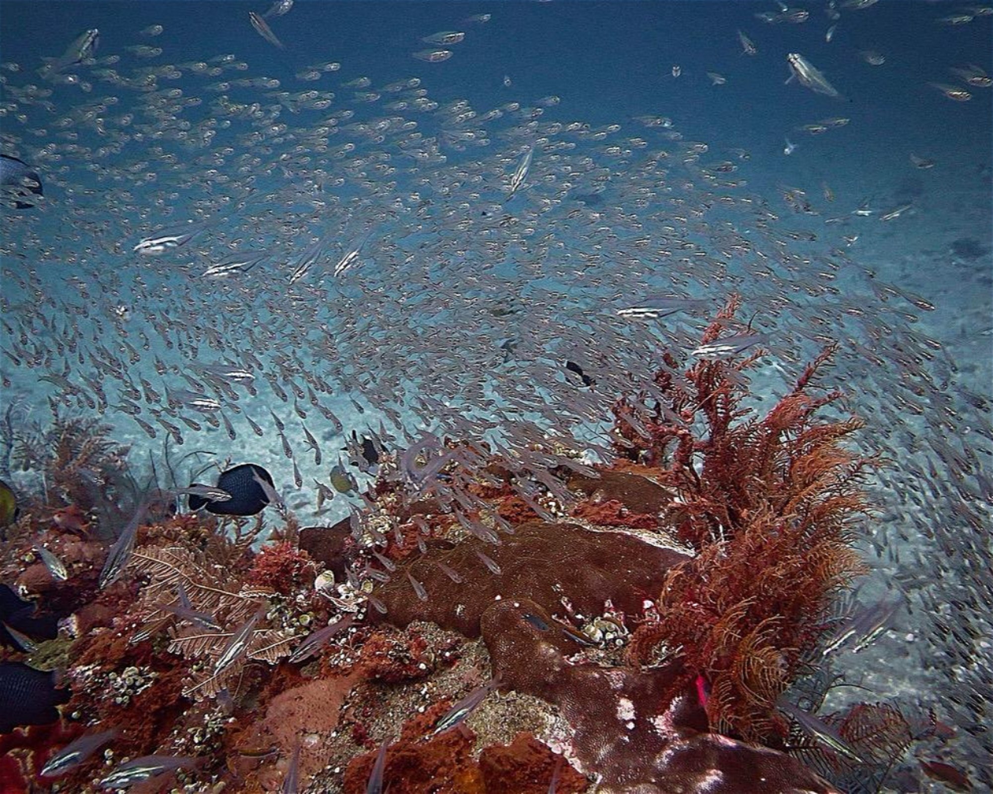 Amed Jepun Divers, 80852 Amed, Karangasem