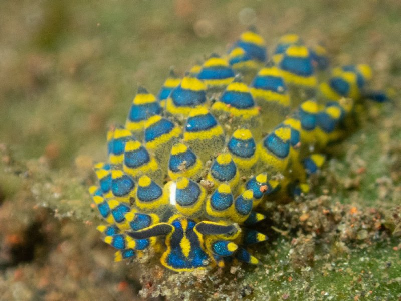 Divesite Image