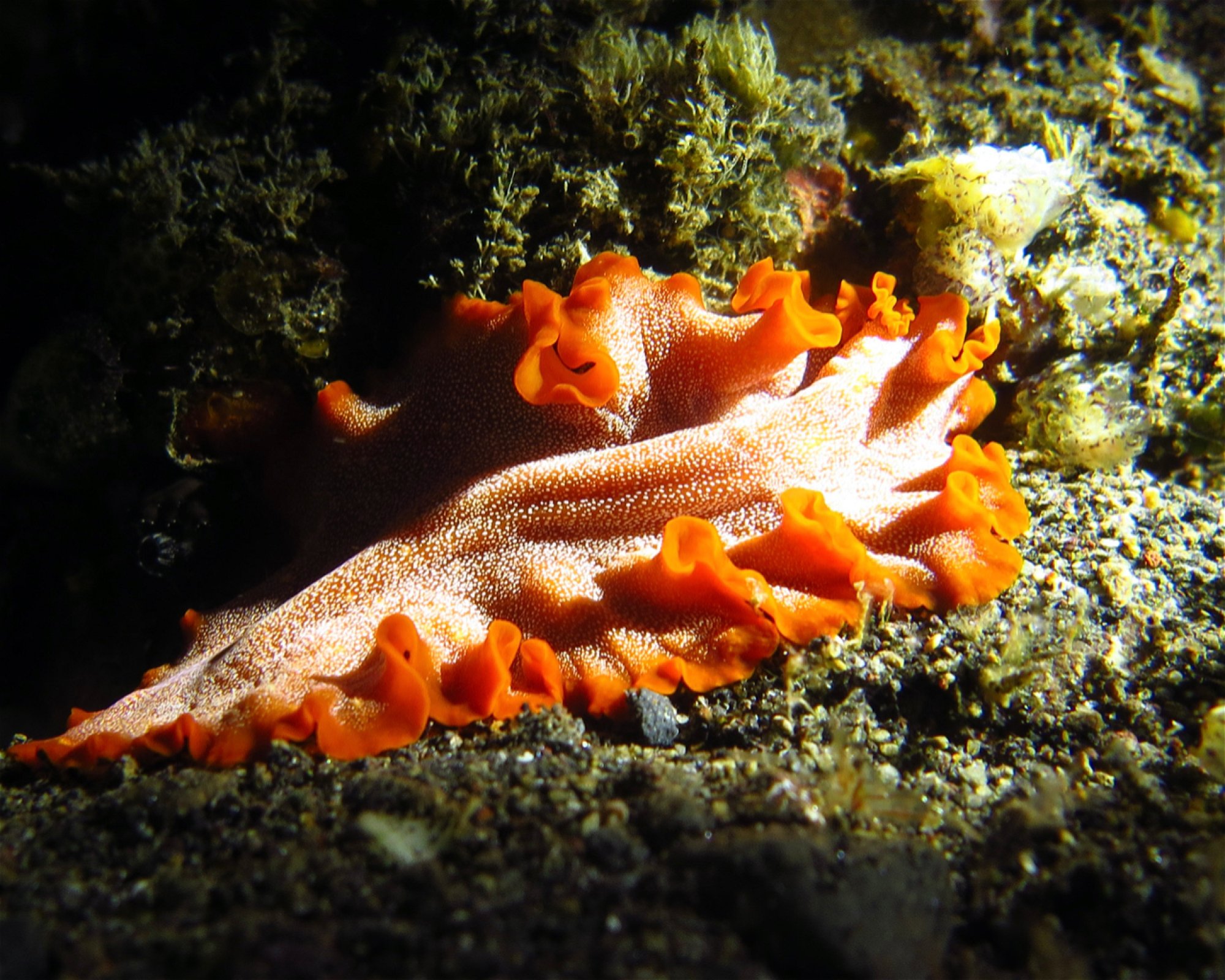 CALYPSO DIVING BALI, 80052 Amed