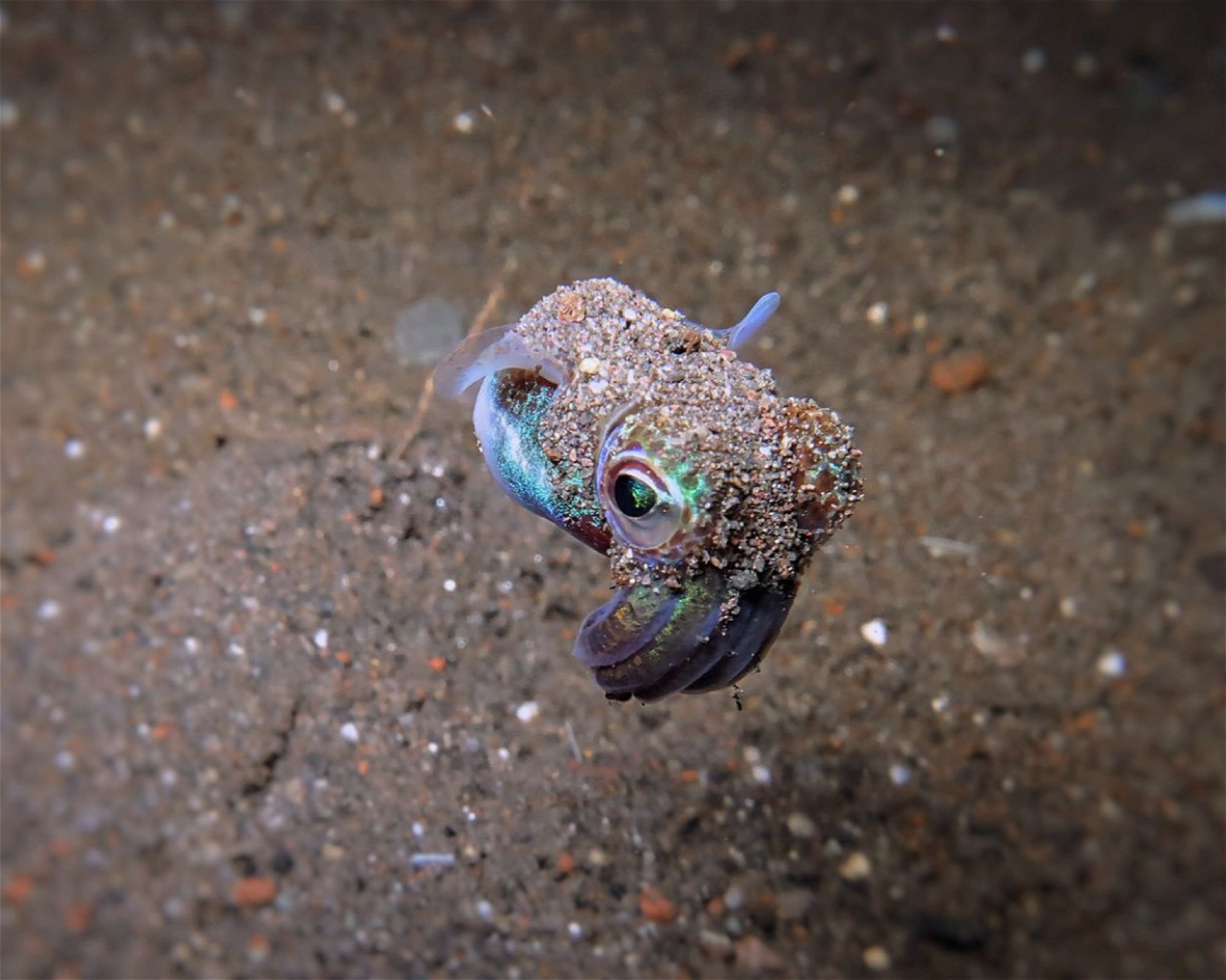 Amed Jepun Divers, 80852 Amed, Karangasem