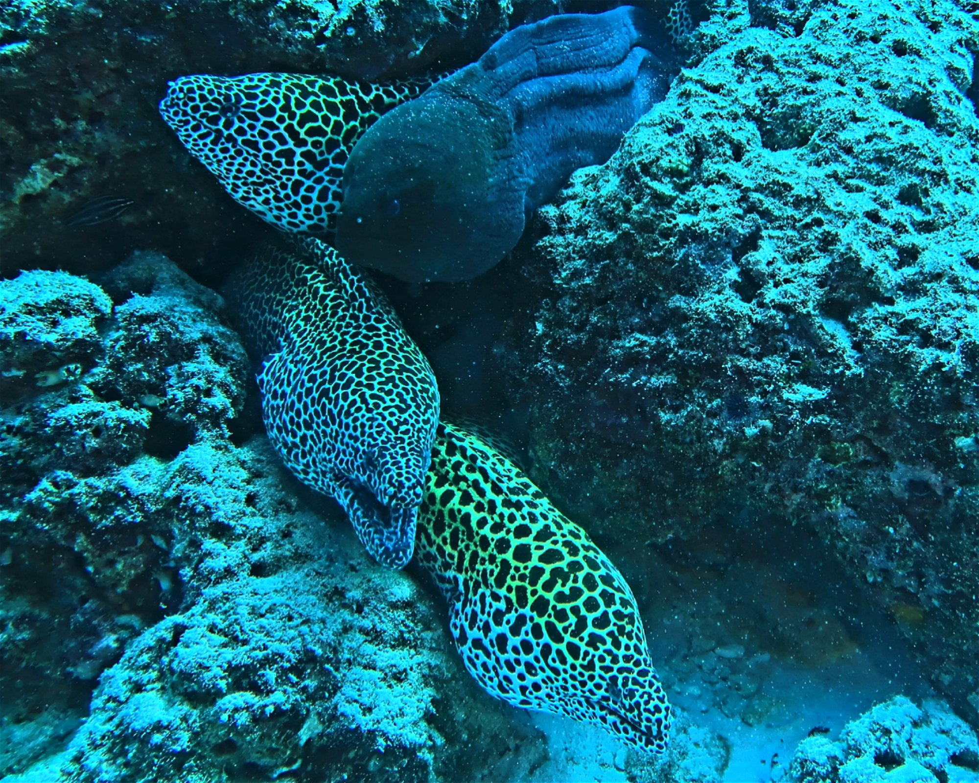 DivePoint Hudhuran Fushi, 20193 Male
