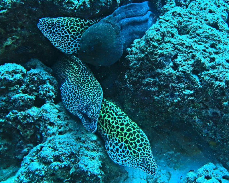 Divesite Image
