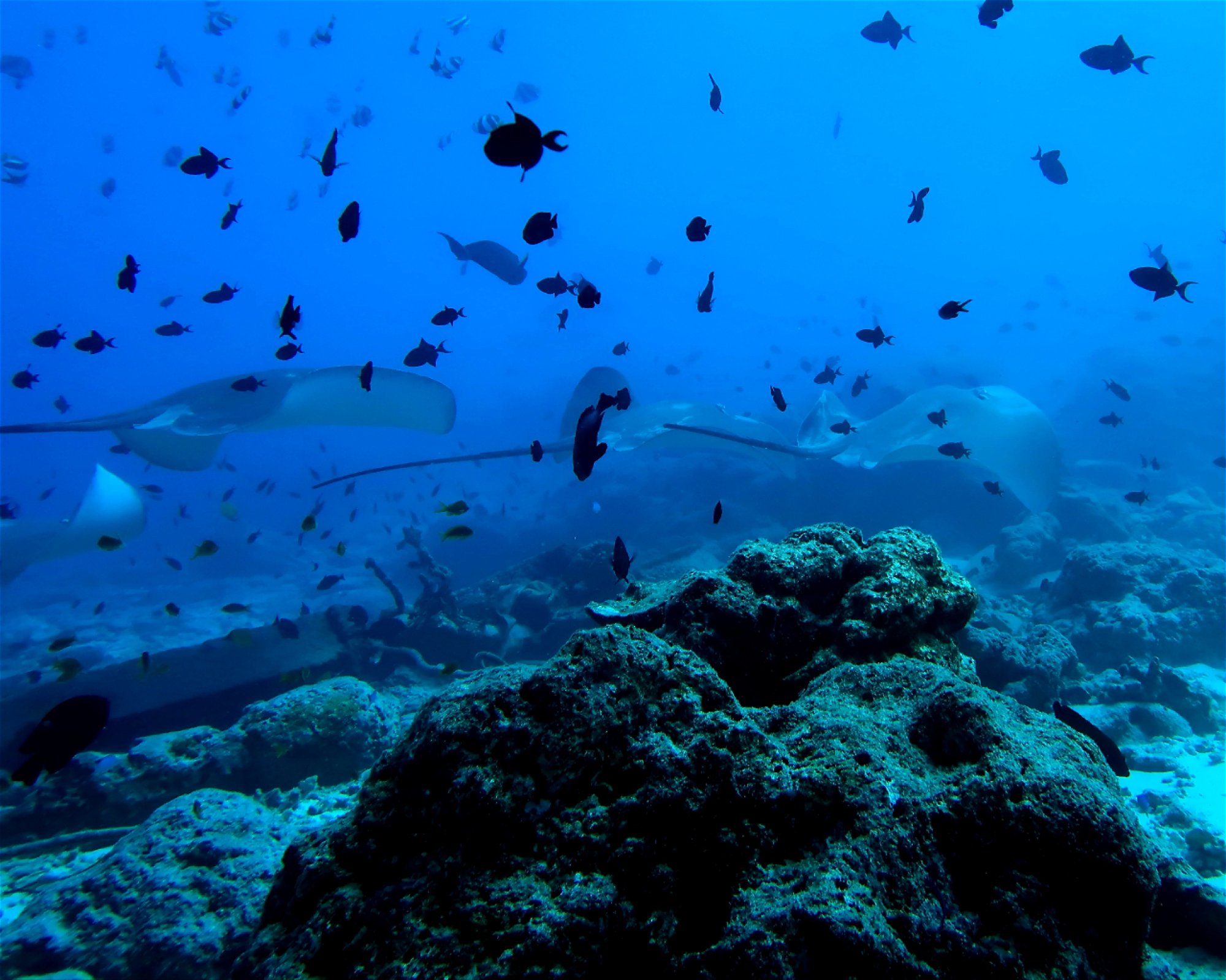 DivePoint Hudhuran Fushi, 20193 Male