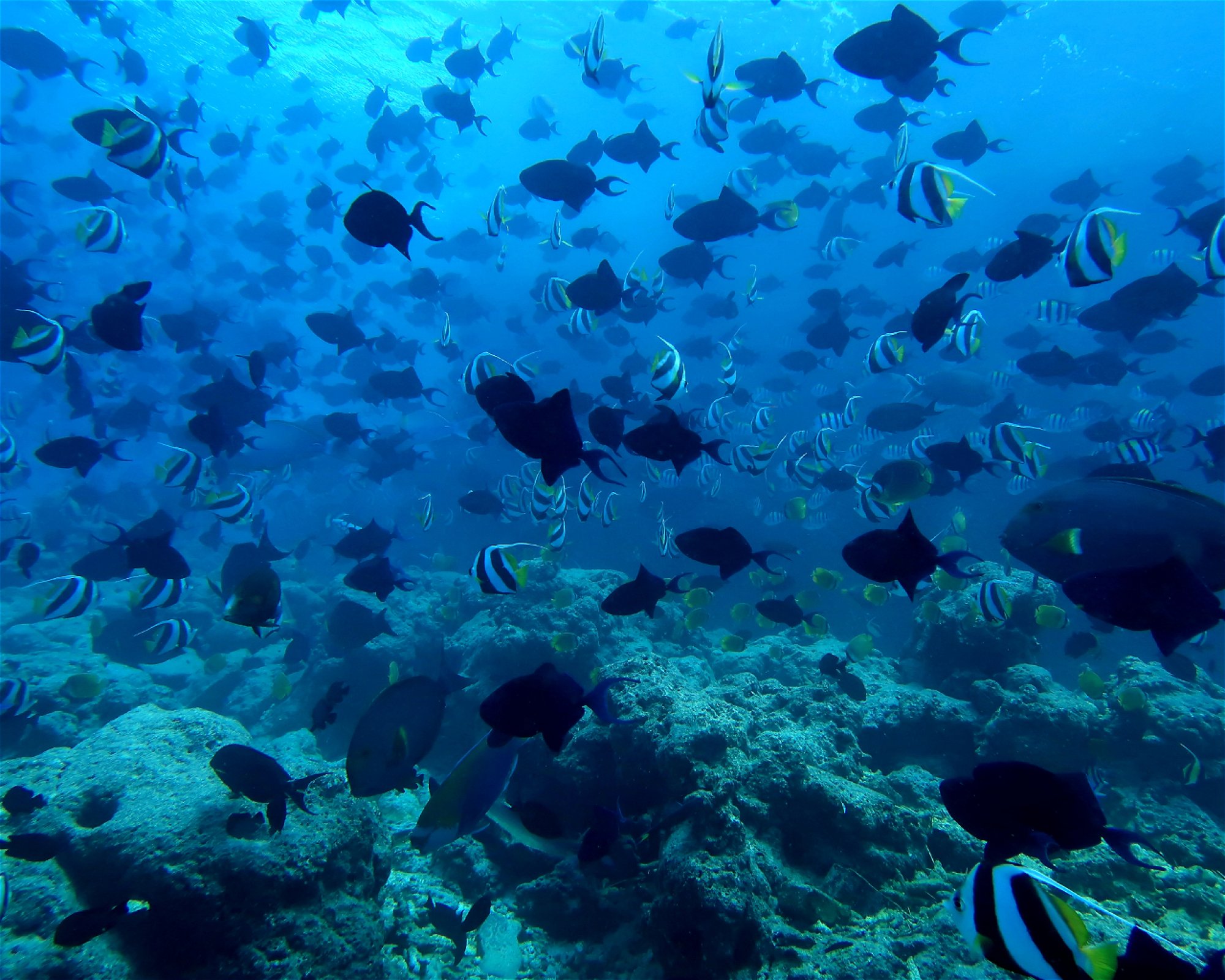 DivePoint Hudhuran Fushi, 20193 Male
