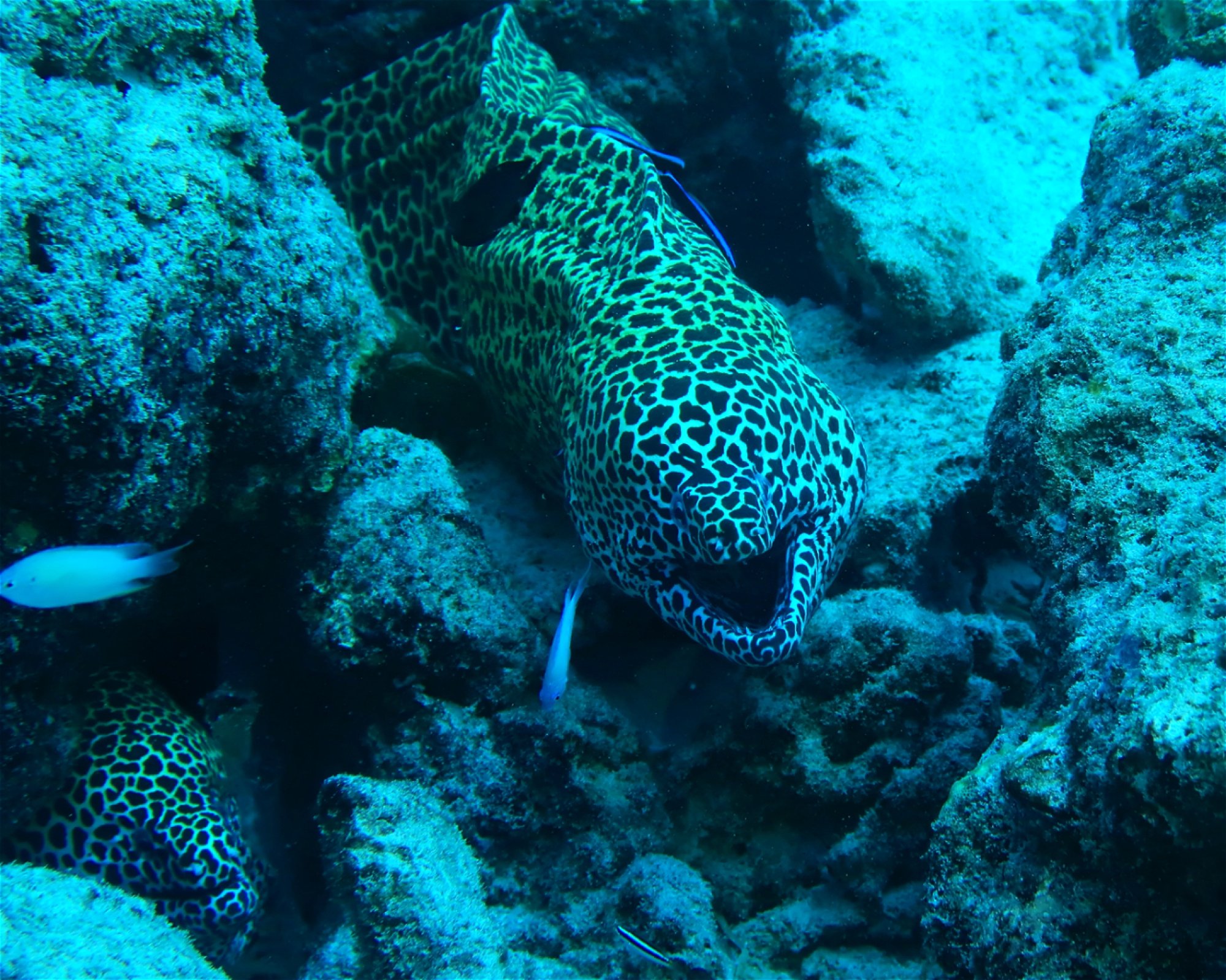 DivePoint Hudhuran Fushi, 20193 Male