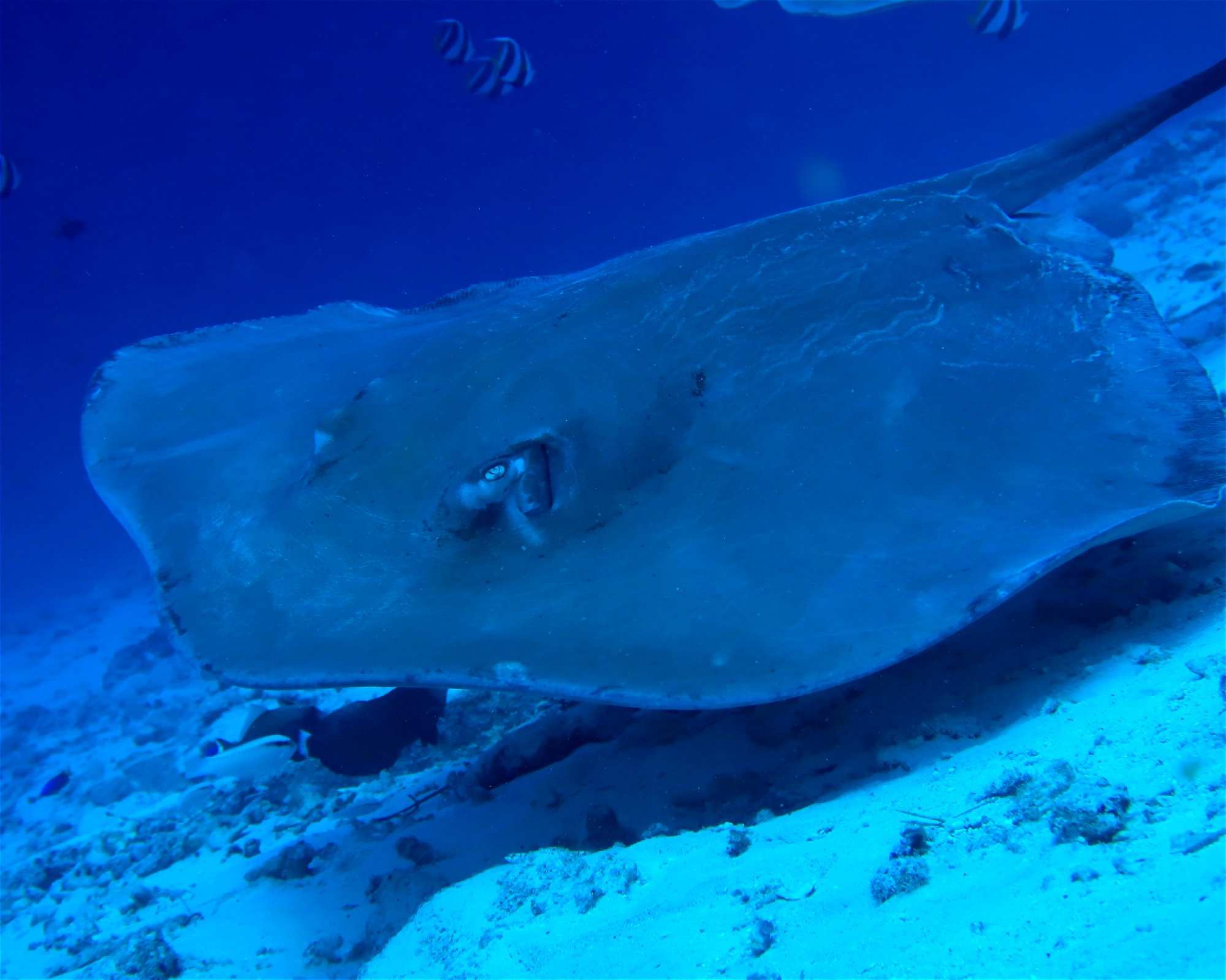 DivePoint Hudhuran Fushi, 20193 Male