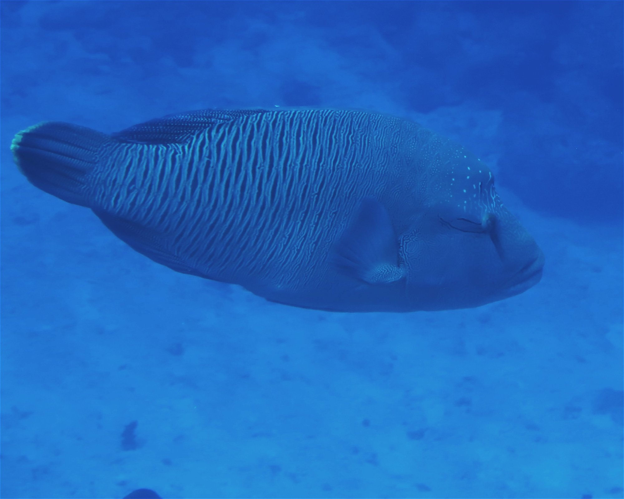 DivePoint Hudhuran Fushi, 20193 Male