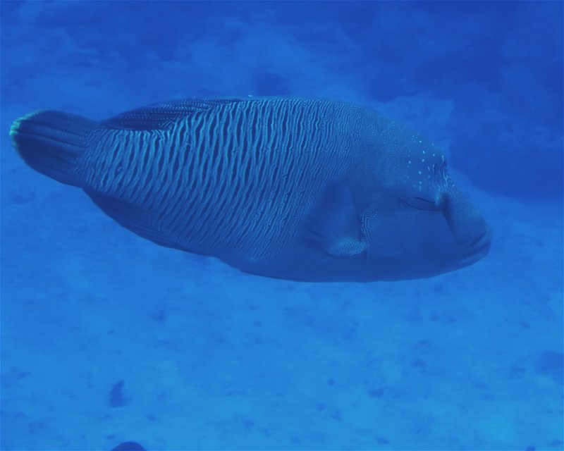 Divesite Image