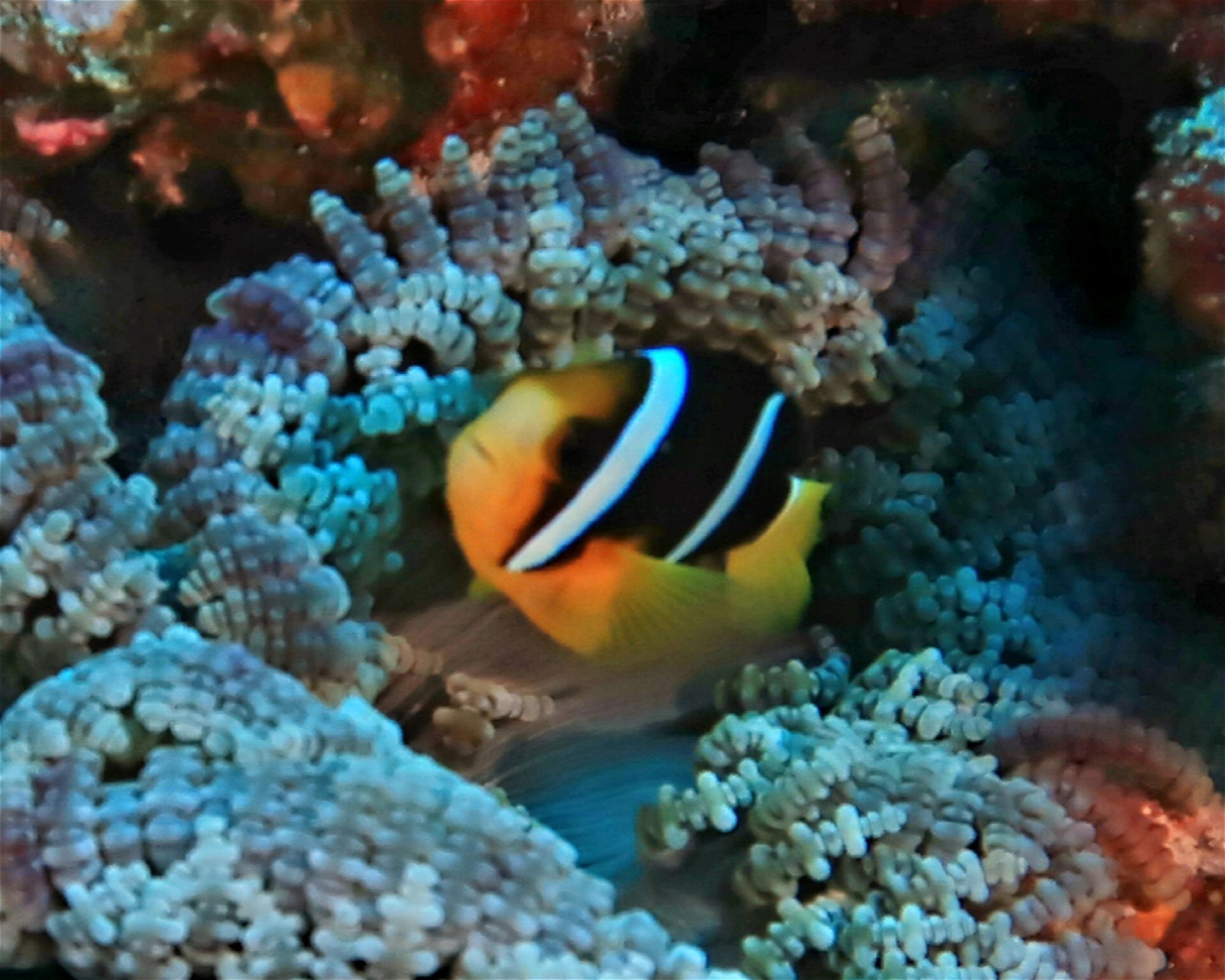 DivePoint Hudhuran Fushi, 20193 Male