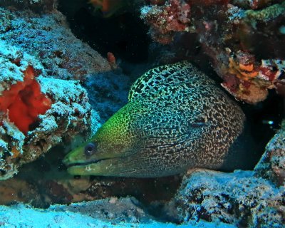 Fish Tank  (★4.4)