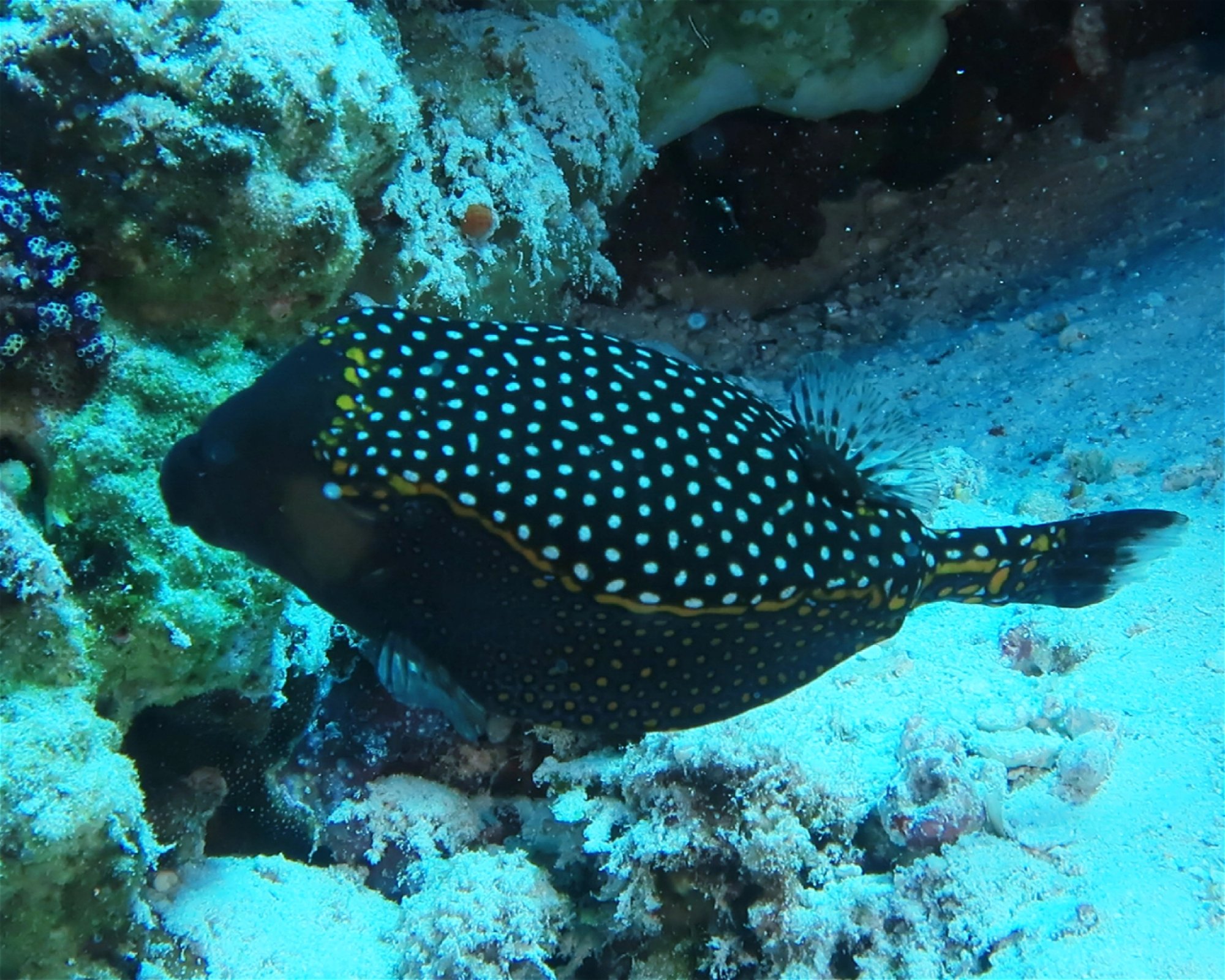 DivePoint Hudhuran Fushi, 20193 Male