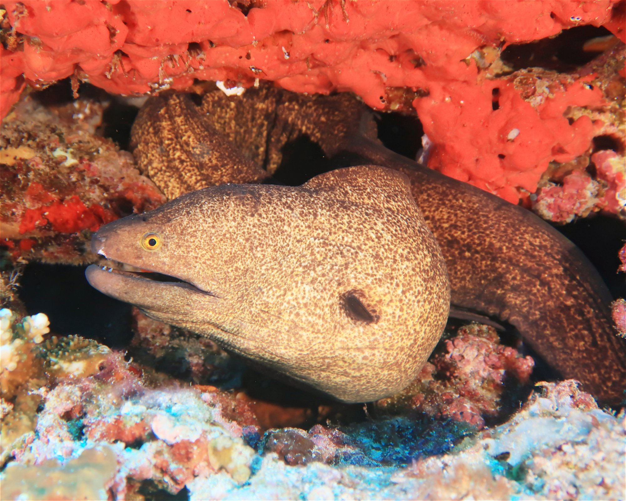 DivePoint Hudhuran Fushi, 20193 Male