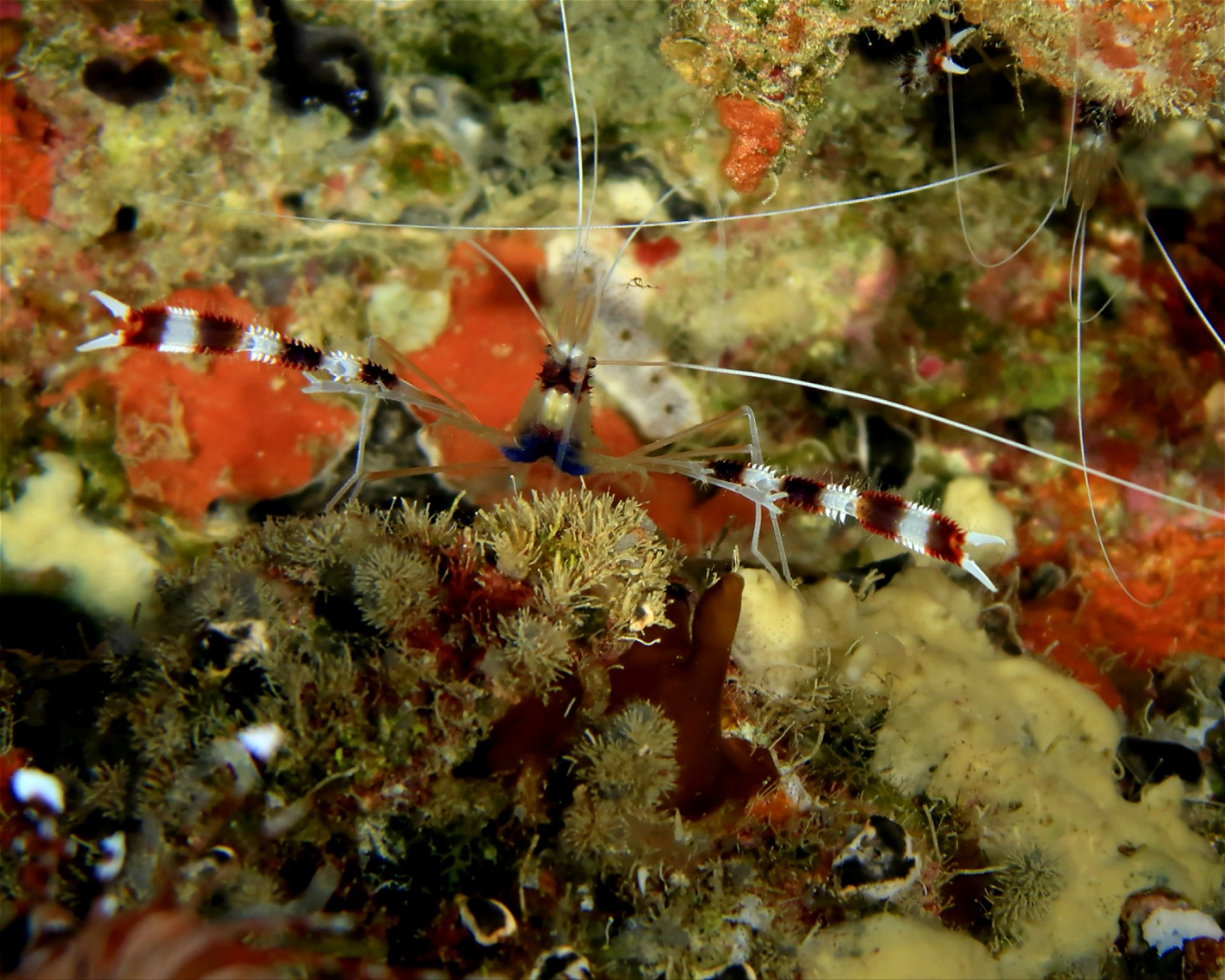 DivePoint Hudhuran Fushi, 20193 Male