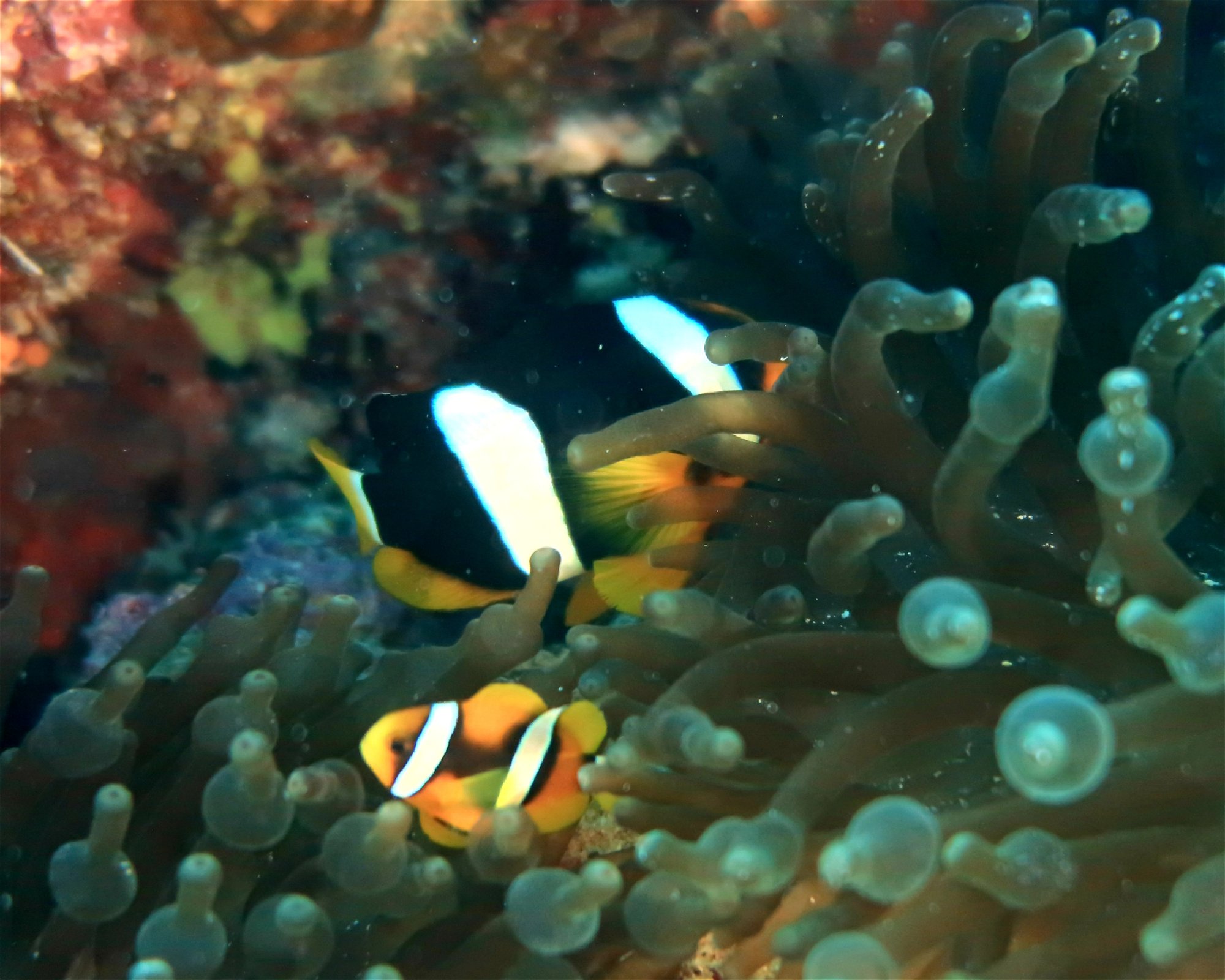 DivePoint Hudhuran Fushi, 20193 Male