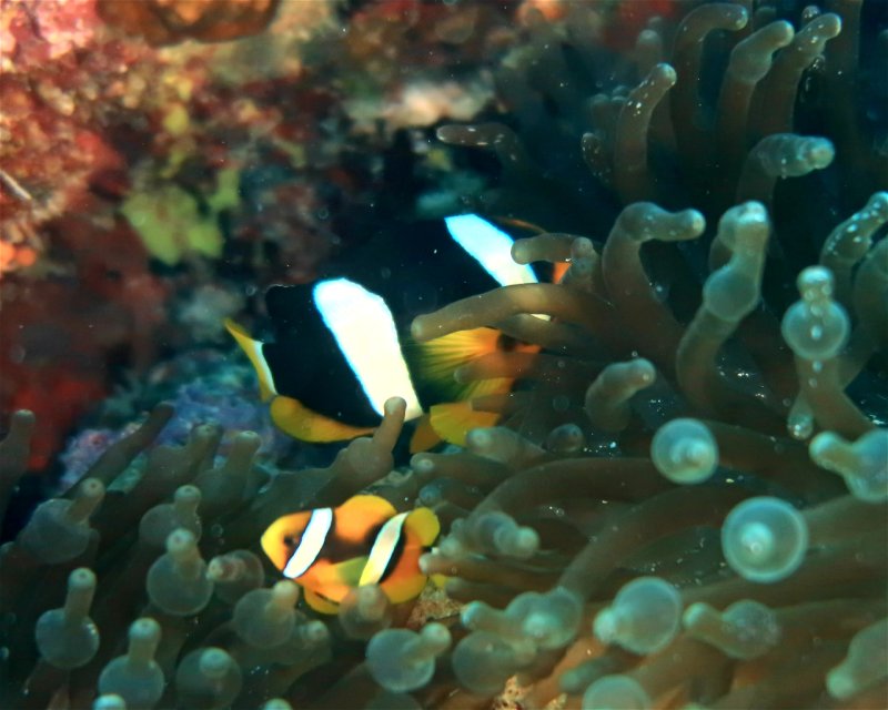 Divesite Image