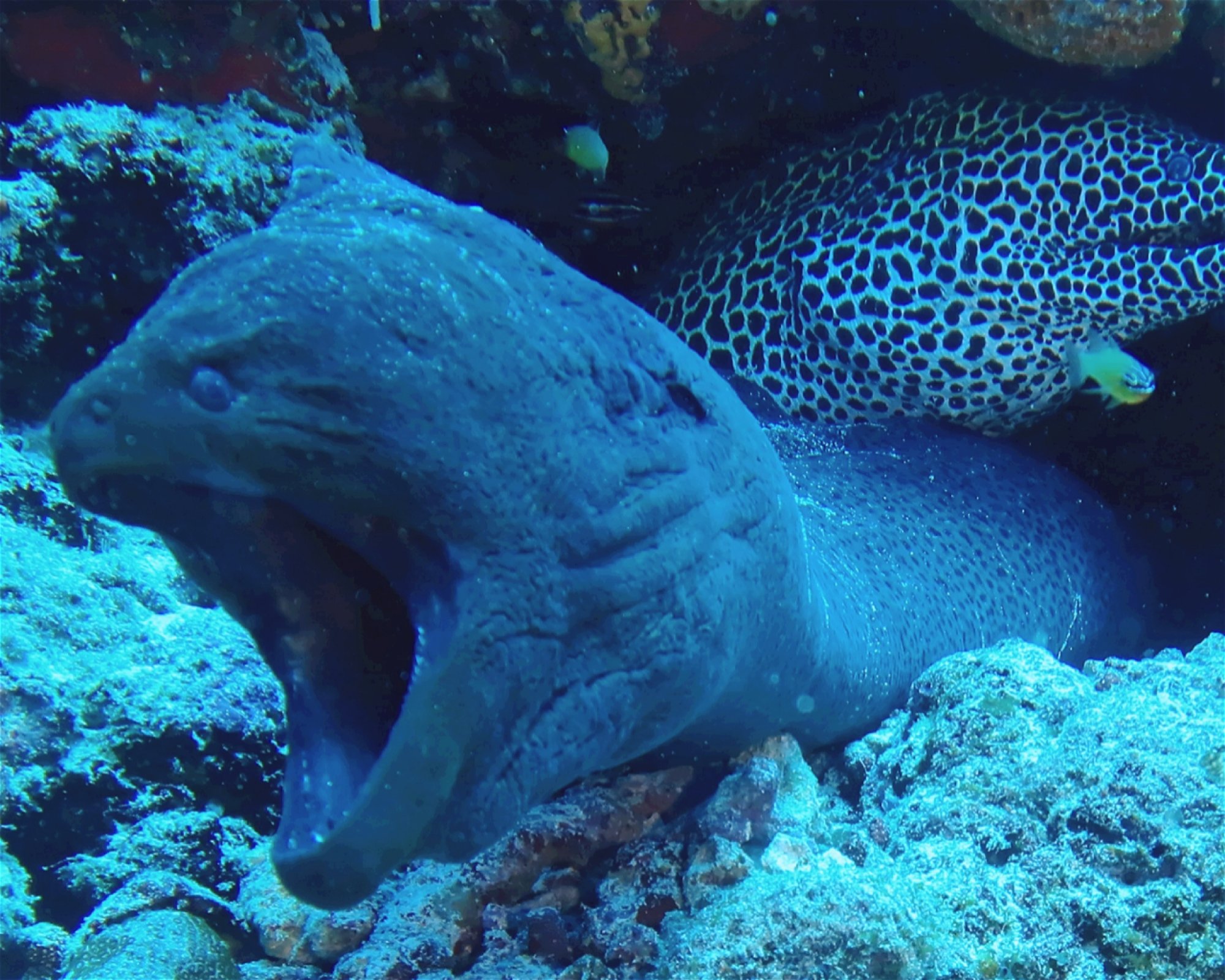 DivePoint Hudhuran Fushi, 20193 Male