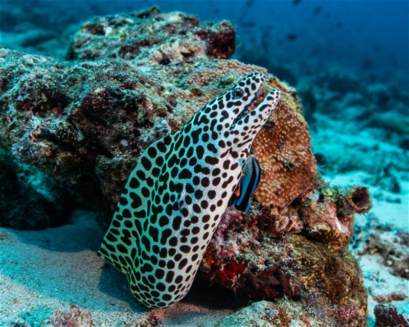 Divesite Image