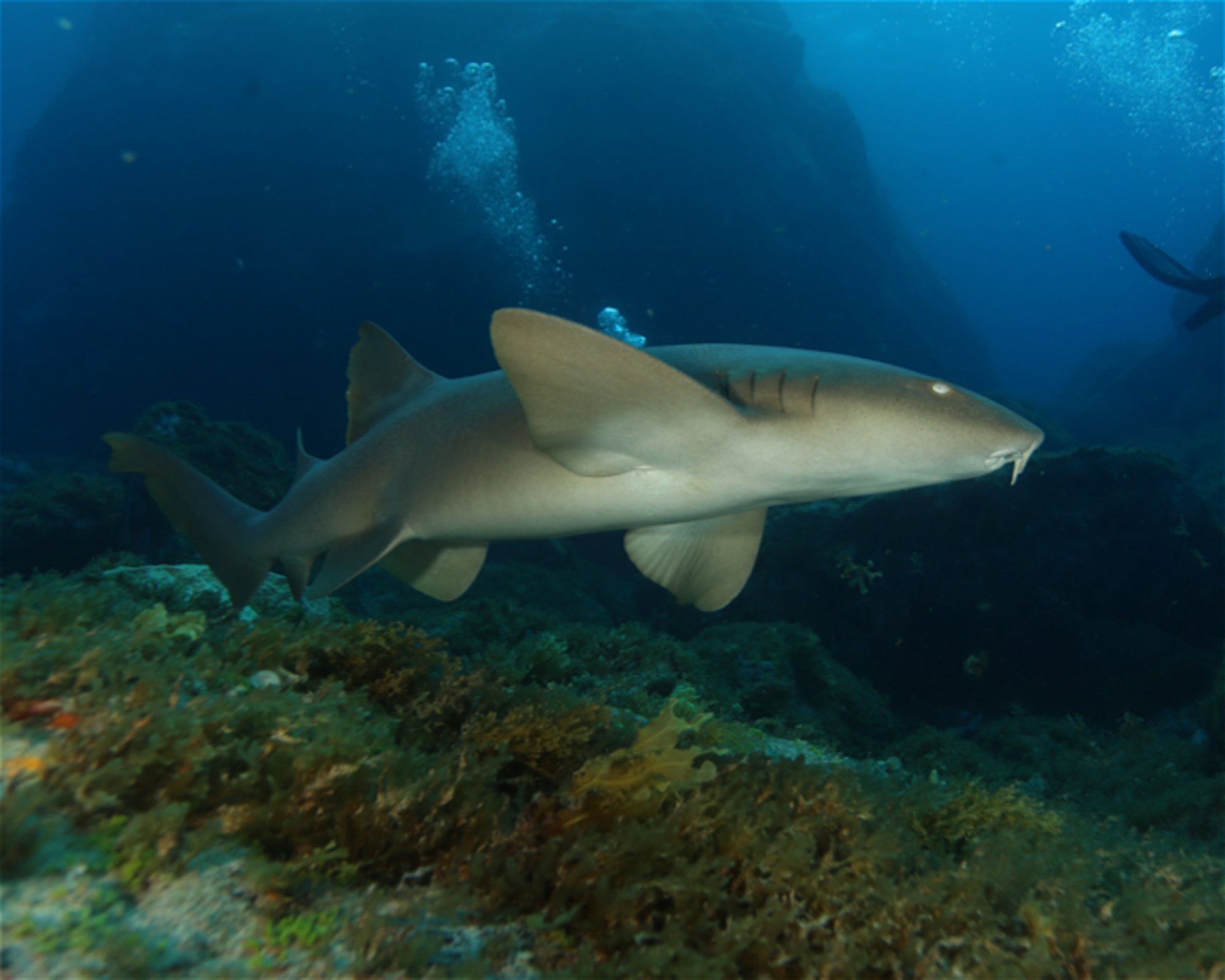 CNM DIVE, 13211-698 JUNDIAI