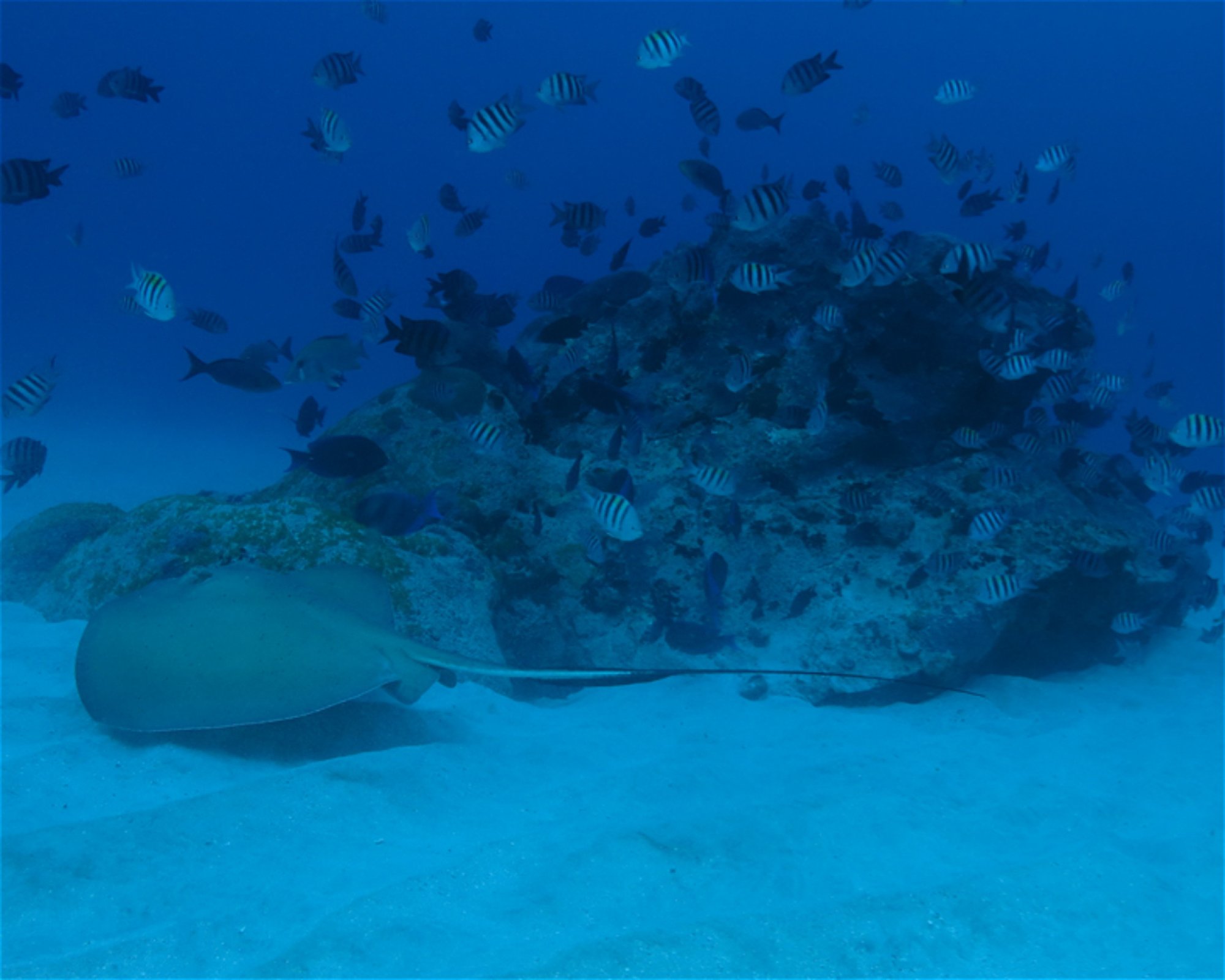 CNM DIVE, 13211-698 JUNDIAI