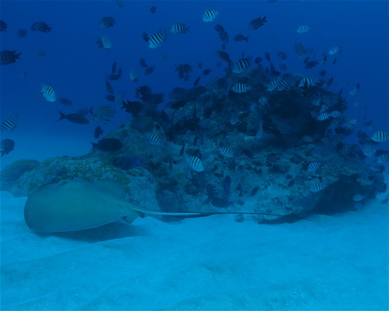 Divesite Image