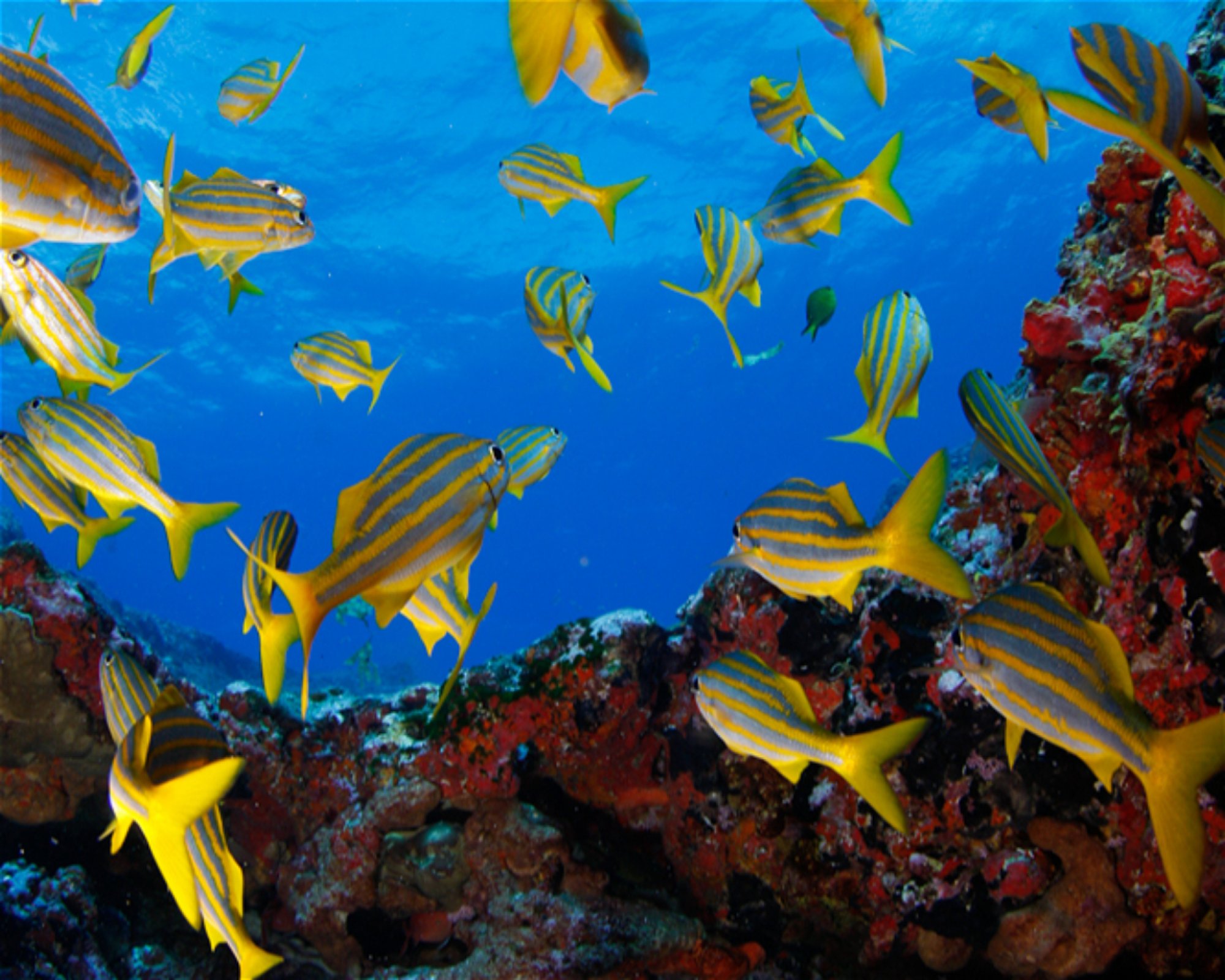 CNM DIVE, 13211-698 JUNDIAI