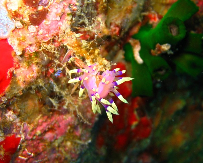 Divesite Image