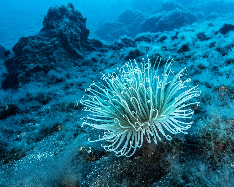 Divesite Image