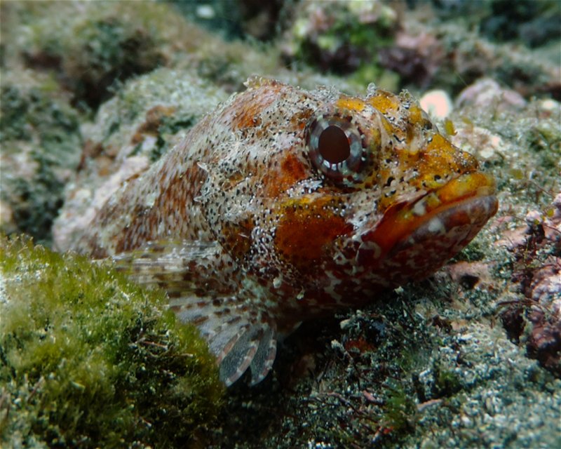 Divesite Image