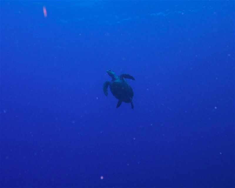 Divesite Image