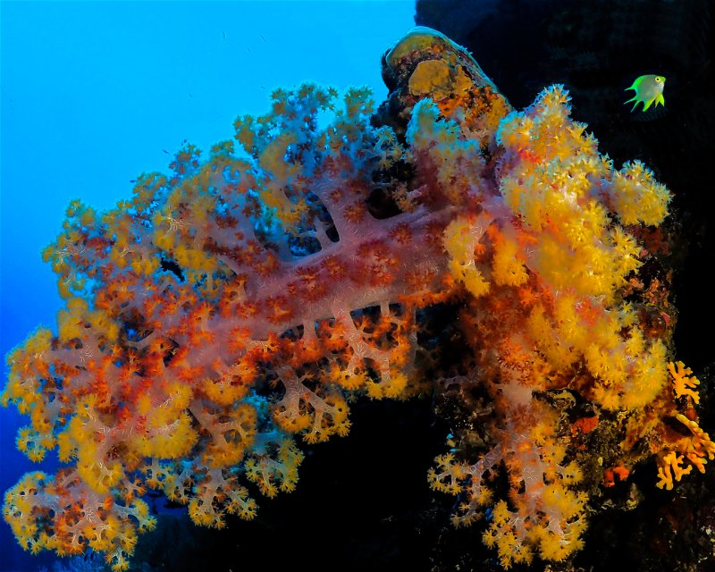 Divesite Image