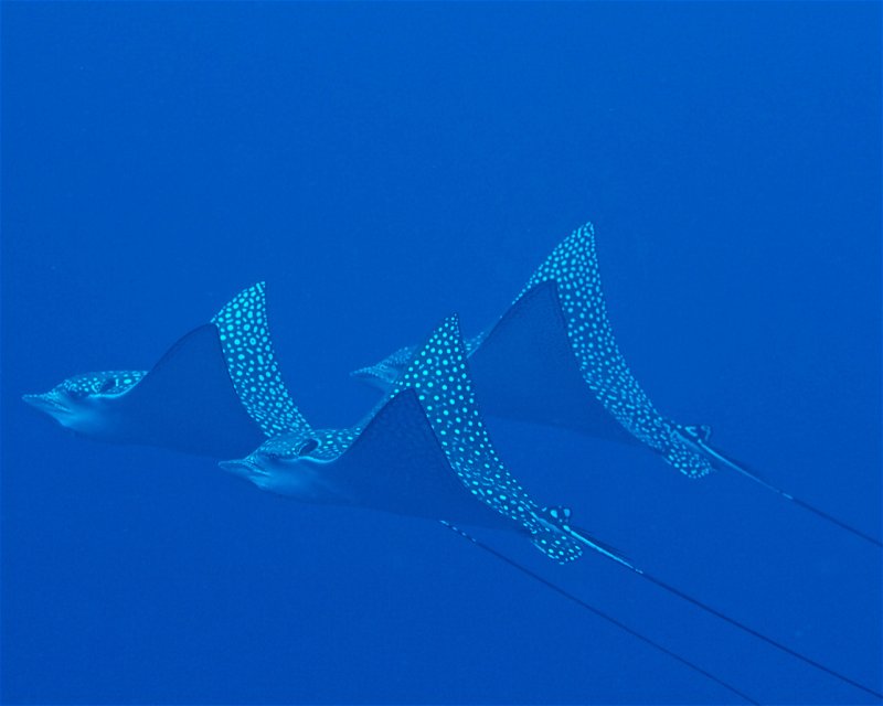 Divesite Image