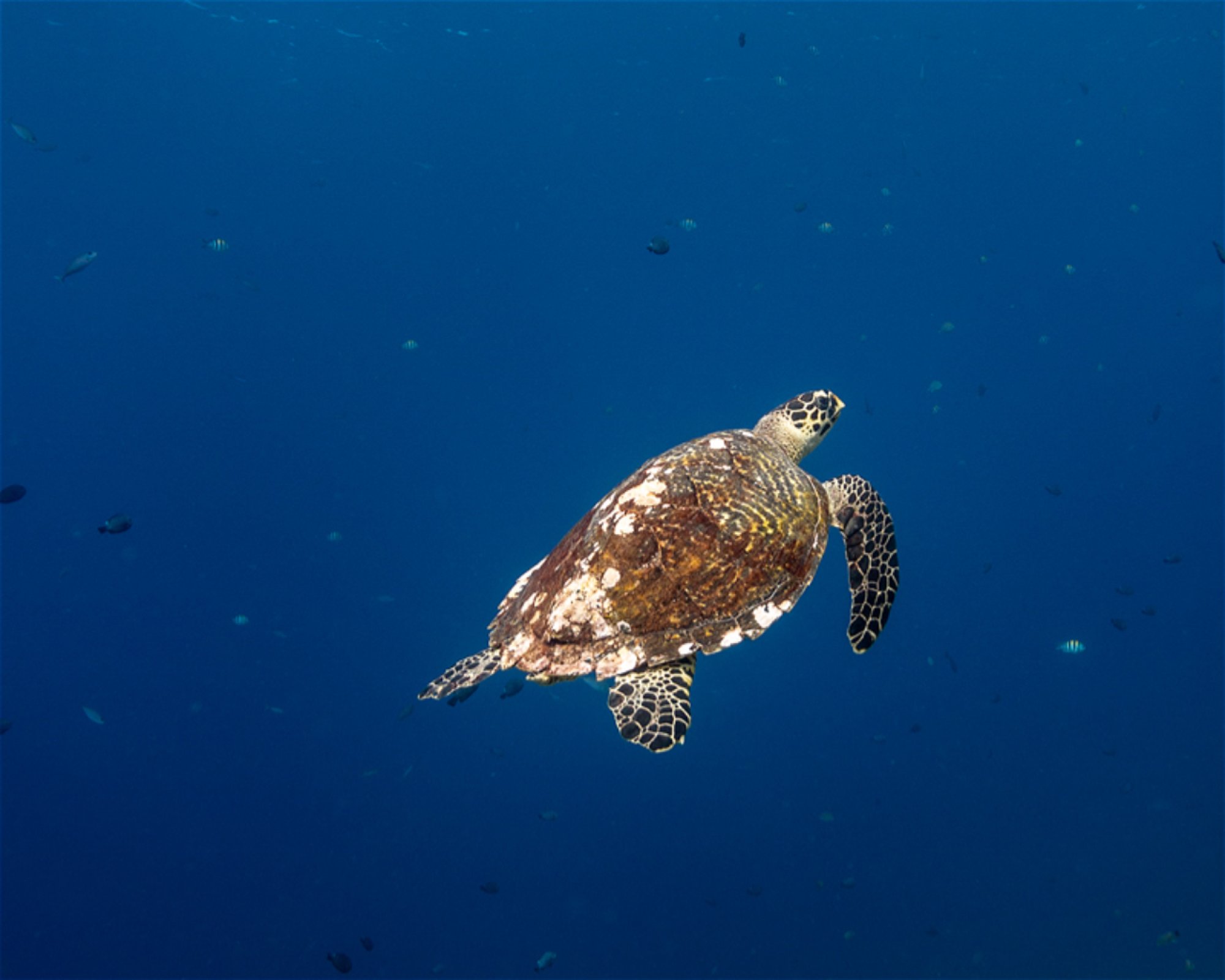 Nomads Diving, 00000 Klungkung