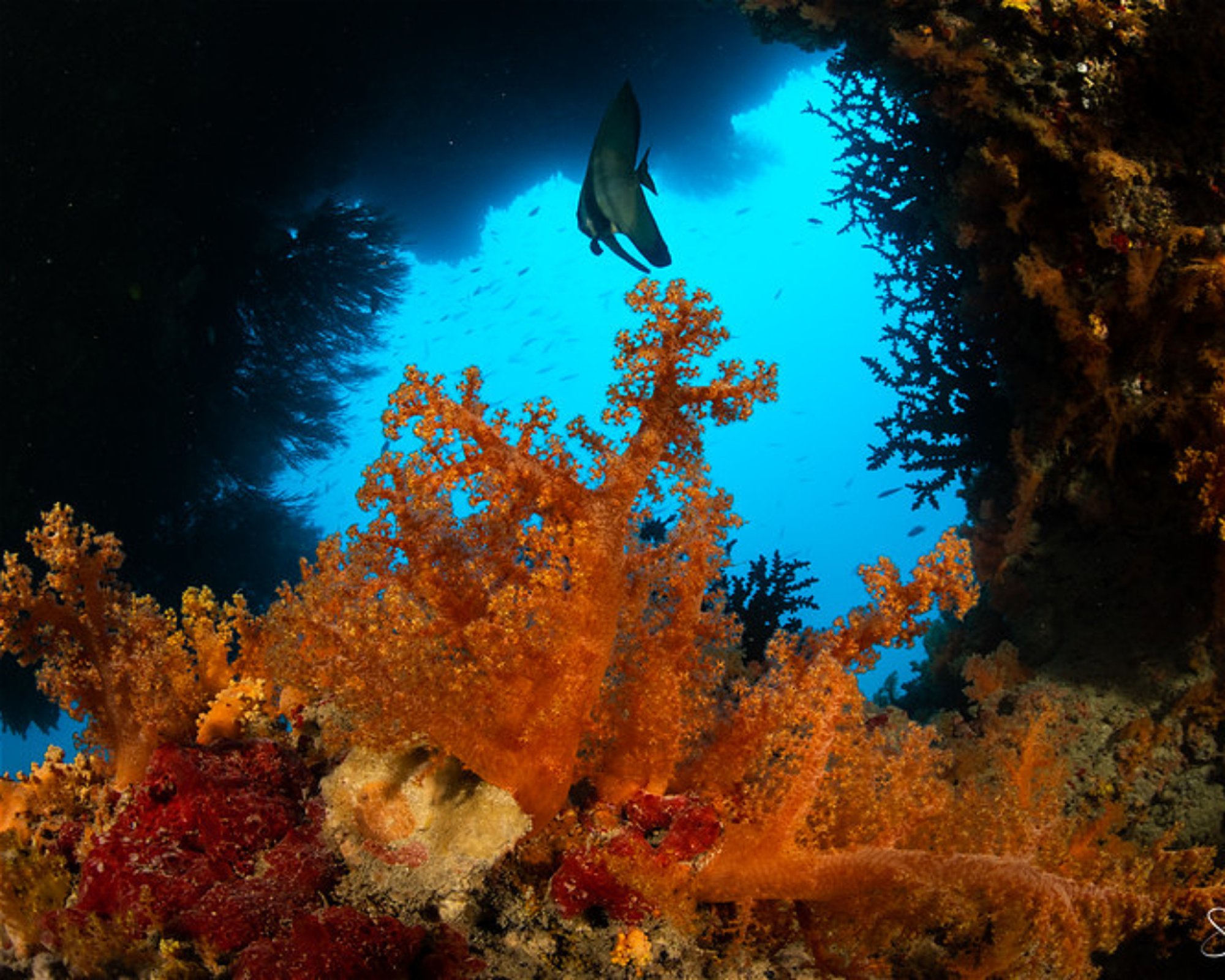 REEF SAFARI FIJI, 0000 NADI