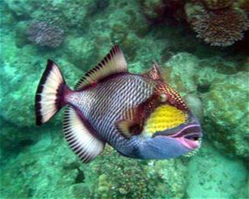 Divesite Image