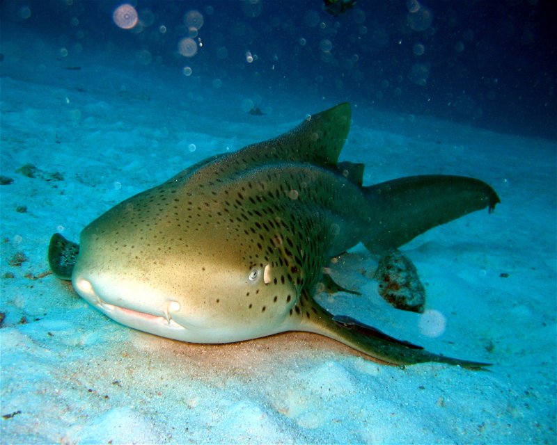 Divesite Image