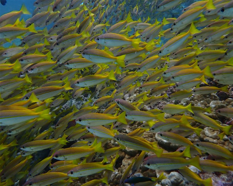Divesite Image
