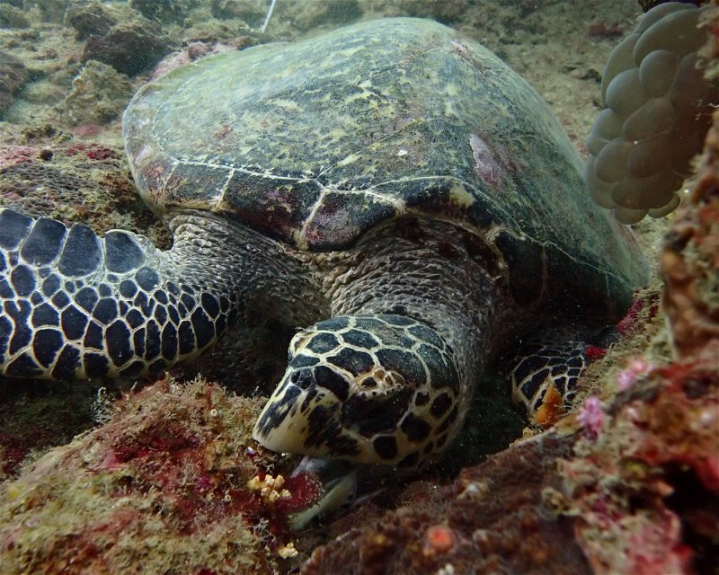 Divesite Image