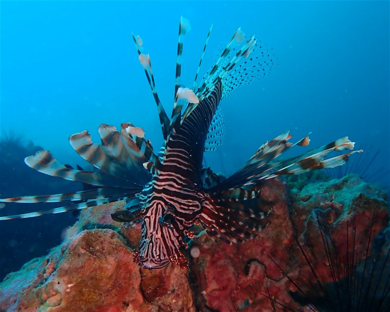 Divesite Image