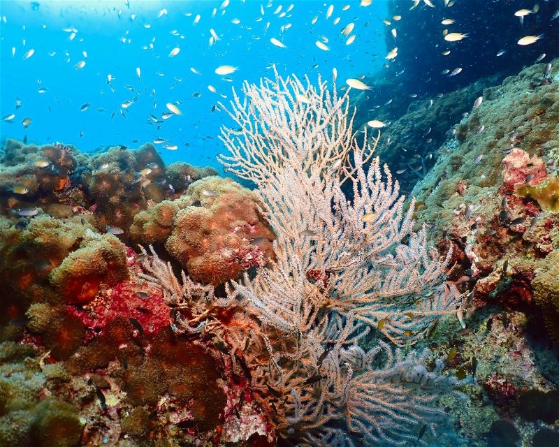 Divesite Image
