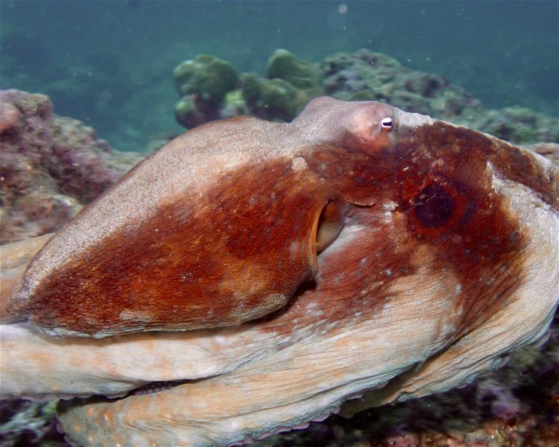 Divesite Image