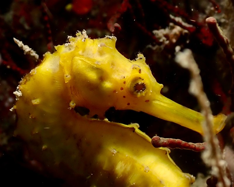 Divesite Image