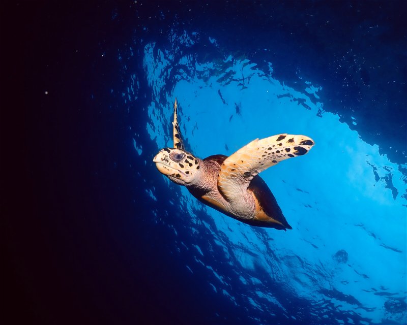Divesite Image