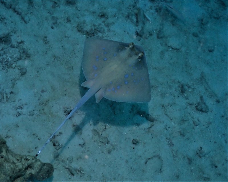 Divesite Image