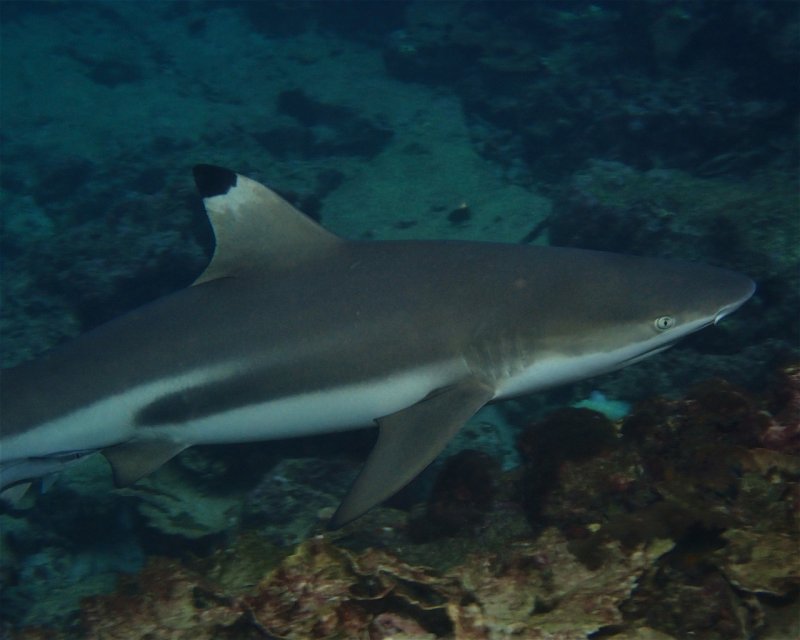 Divesite Image