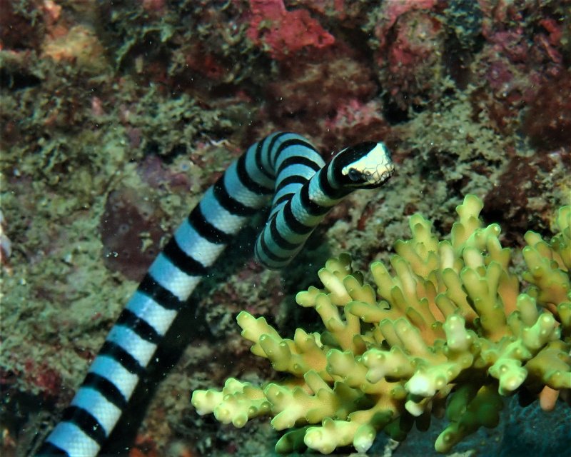 Divesite Image