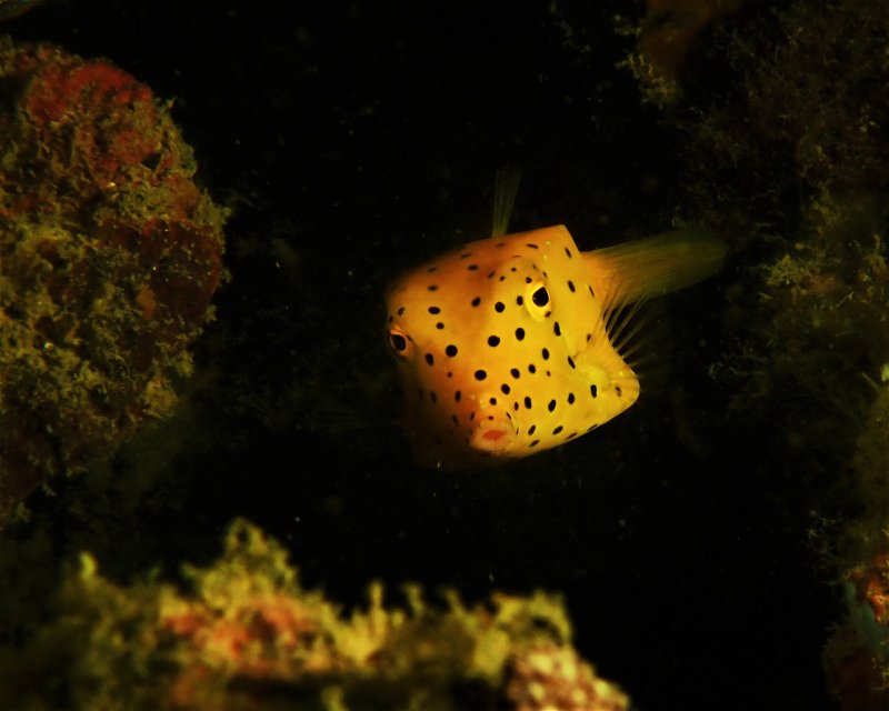 Divesite Image