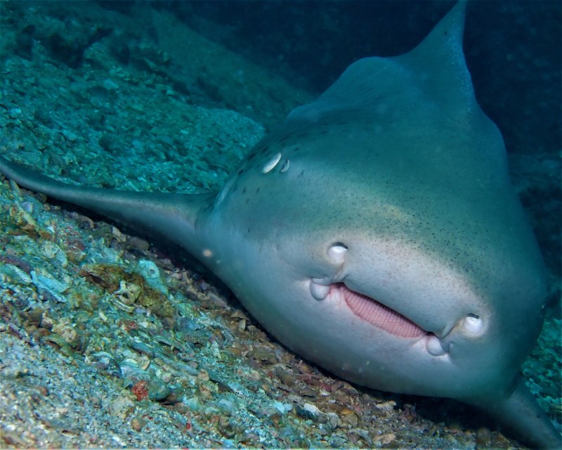 Divesite Image