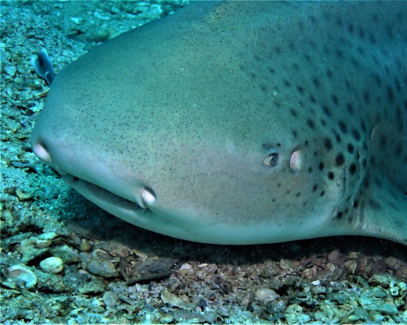 Divesite Image