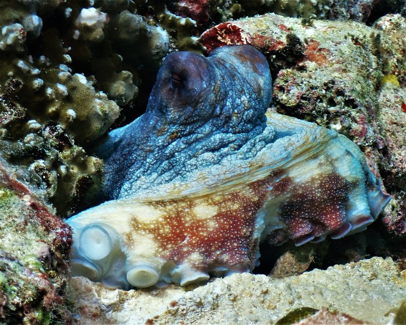 Divesite Image