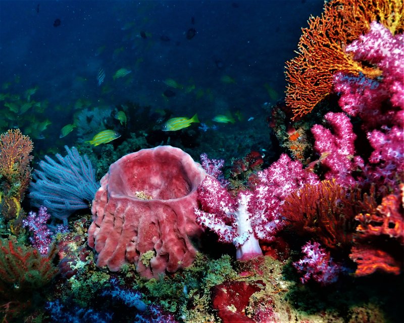 Divesite Image